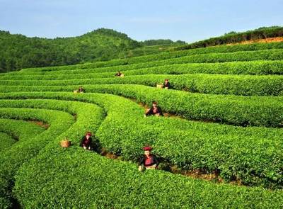【茶·識】適制綠茶的茶樹品種類型探析
