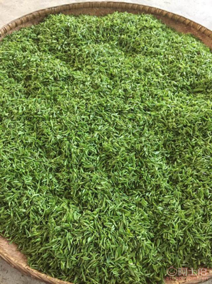 韶關樂昌白毛茶 來自深山的手工春茶與紅茶佳品